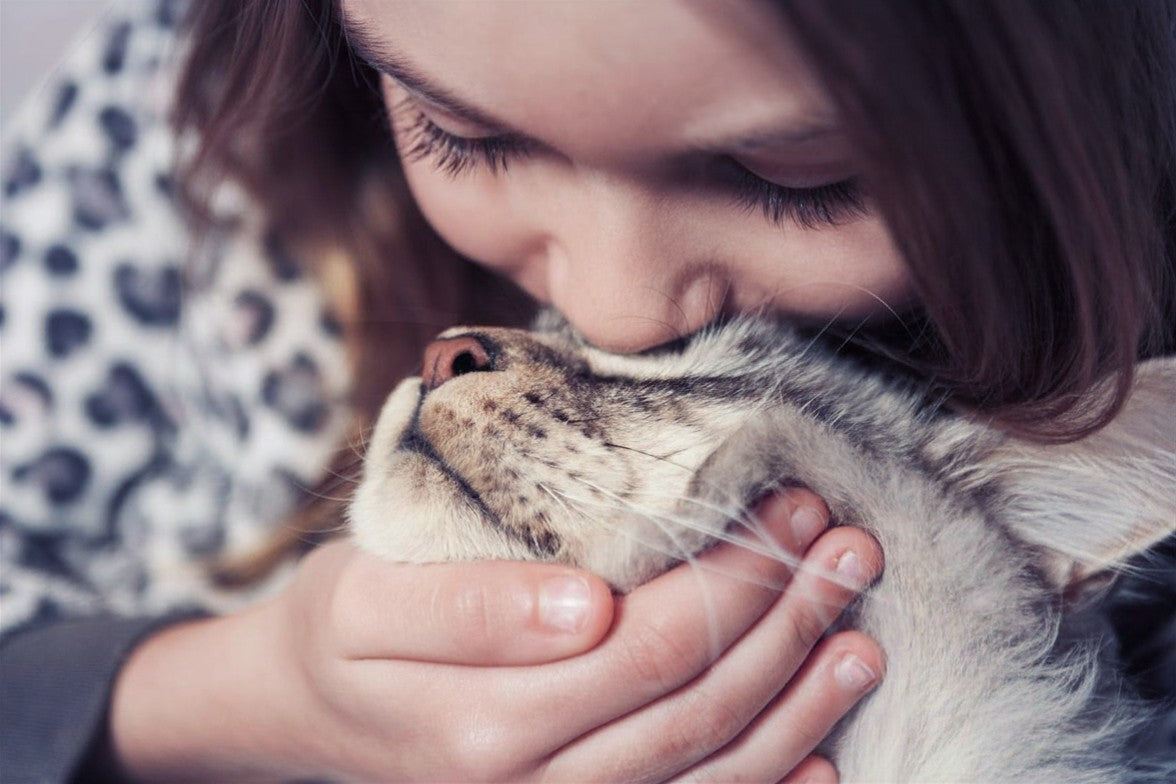 Communication Animal ( Animal Vivant)